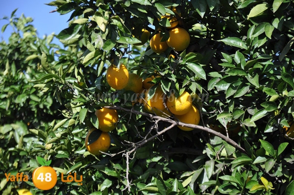 bayara visiting (27).JPG